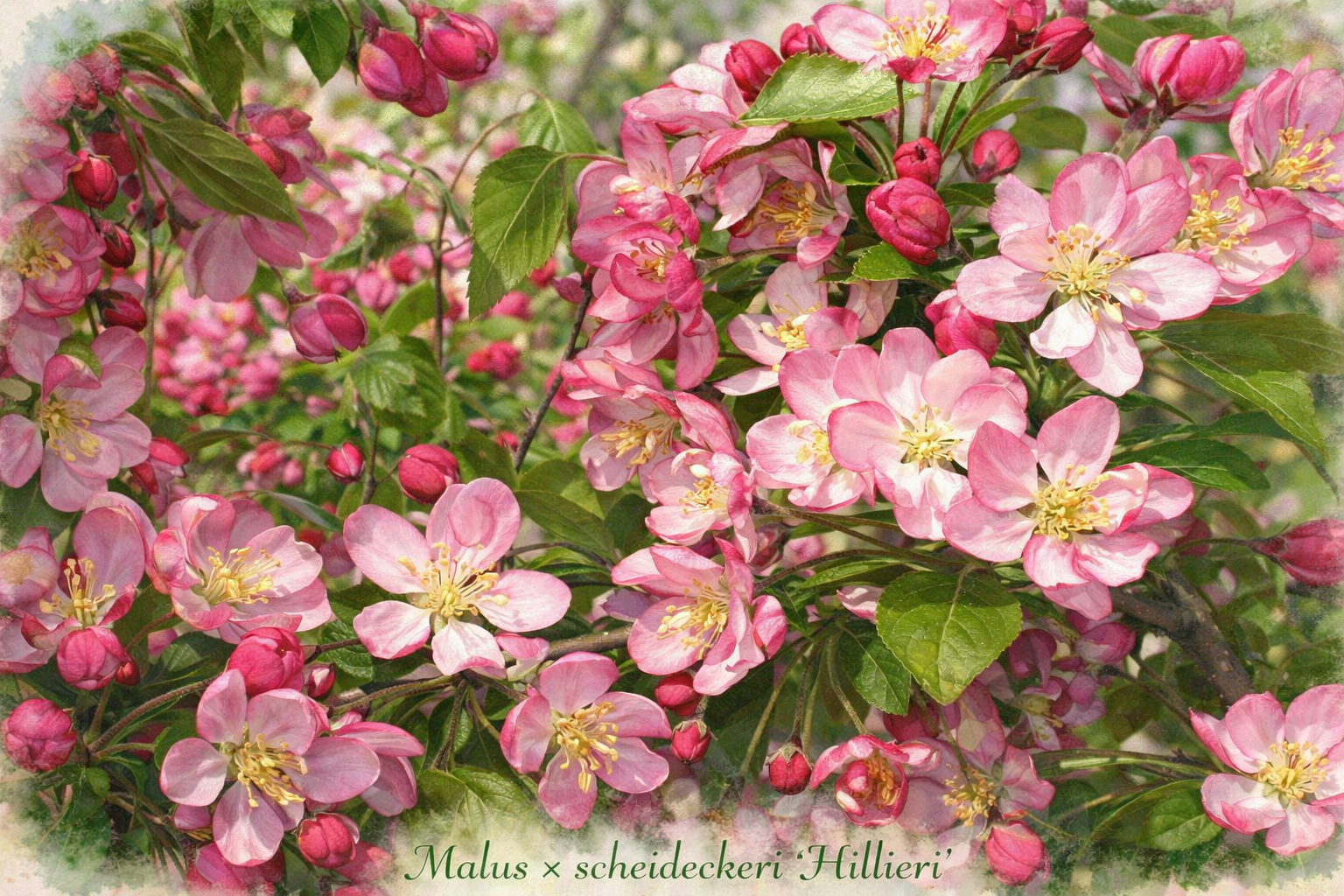 scheideckeri ‘Hillieri’.png